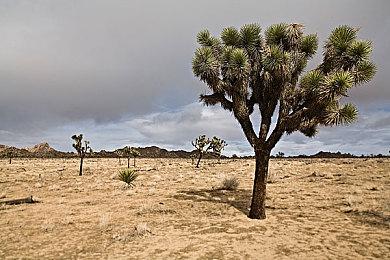 《艾尔登法环》发售一个月后 Steam在线玩家减半