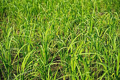 《消逝的光芒2》照片模式、二周目等在开发中