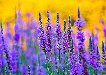 《无主之地4》预告首次亮相2025年正式上市